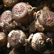 armianum