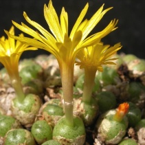 auriflorum