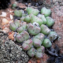 bicarinatum