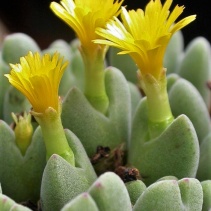 Conophytum / bilobum / bilobum ssp.claviferens