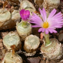 bolusiae