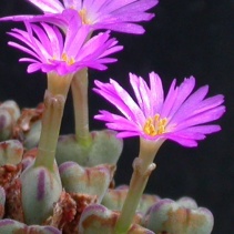 chauviniae