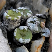 chrisocruxum