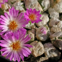 コノフィツム (ectypum×sulcatum)×sulcatum Conophytum ectypum var. brownii