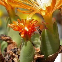 frutescens