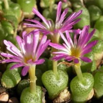 hermarium