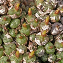 joubertii