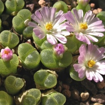 limpidum