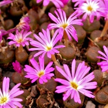 lithopsoides