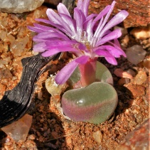 lydiae