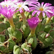 marginatum