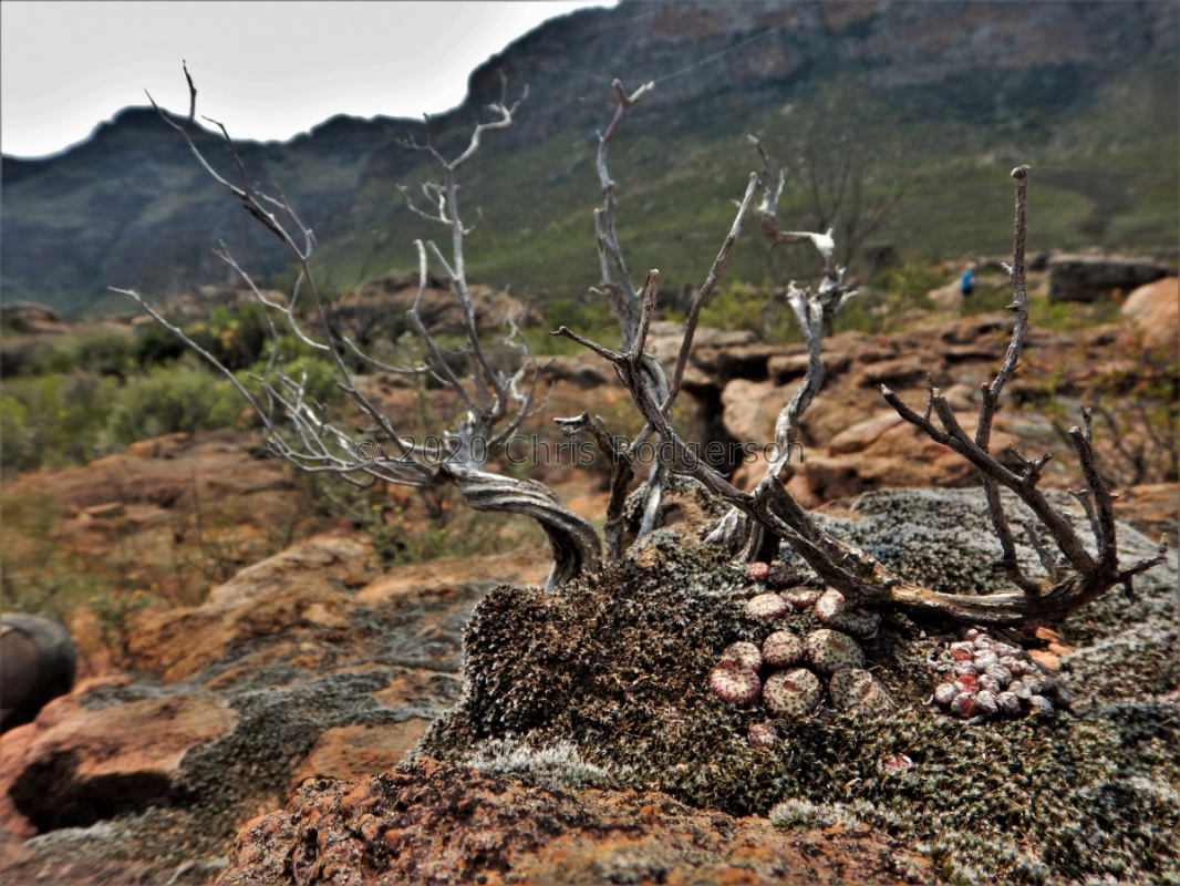 obcordellum Clanwilliam