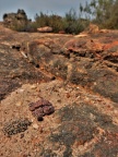 obcordellum Clanwilliam