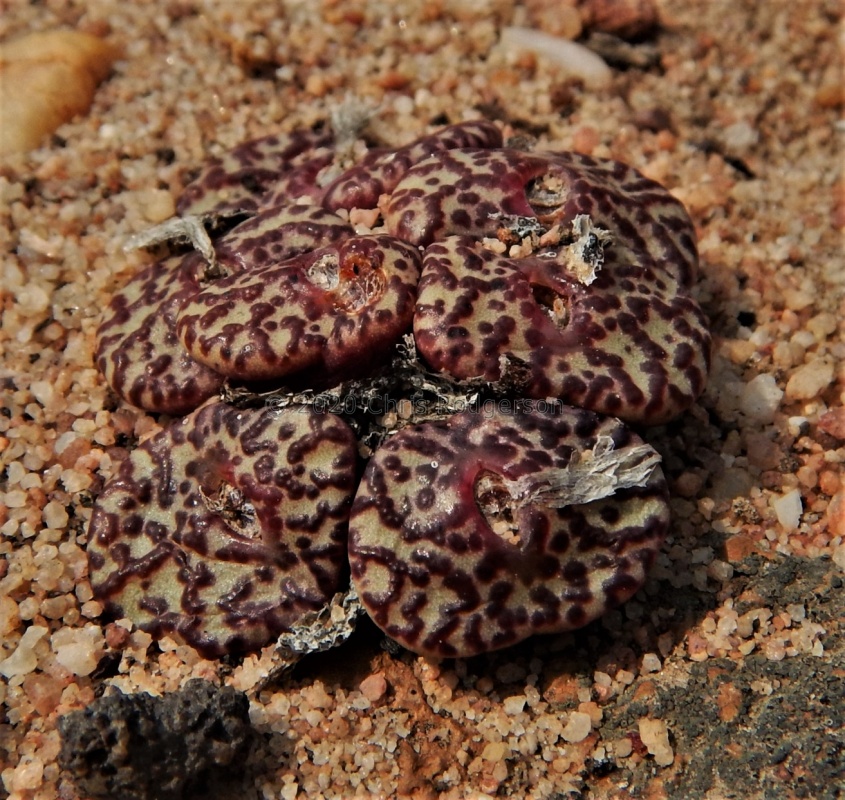 obcordellum Clanwilliam