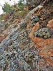 obcordellum N Clanwilliam