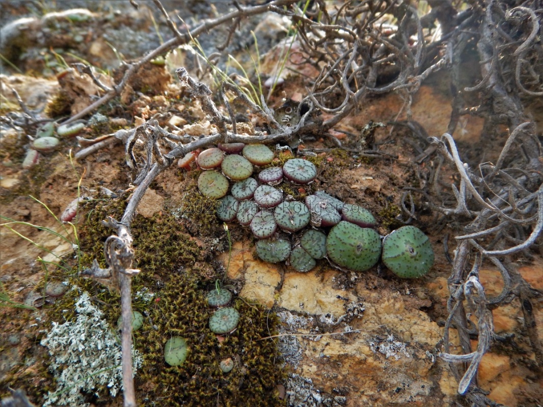 obcordellum N Clanwilliam (4)