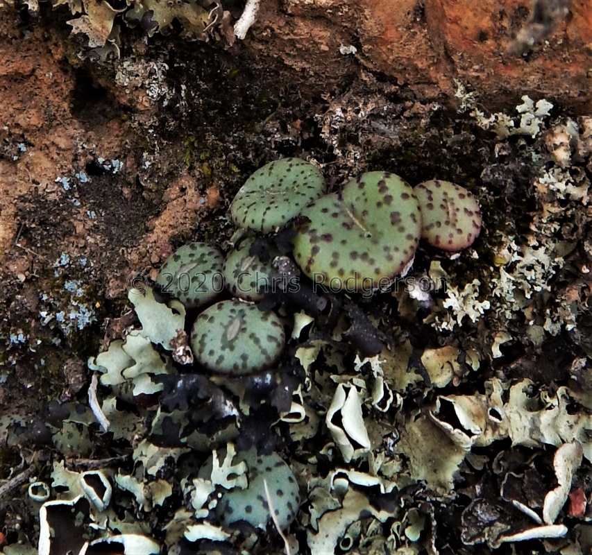 obcordellum N Clanwilliam (3)