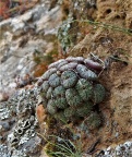 obcordellum N Clanwilliam (2)