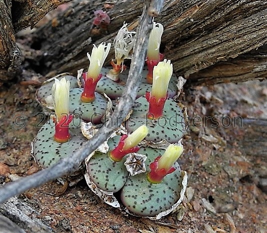 obcordellum Klawer (2)