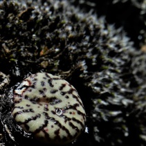 obcordellum
