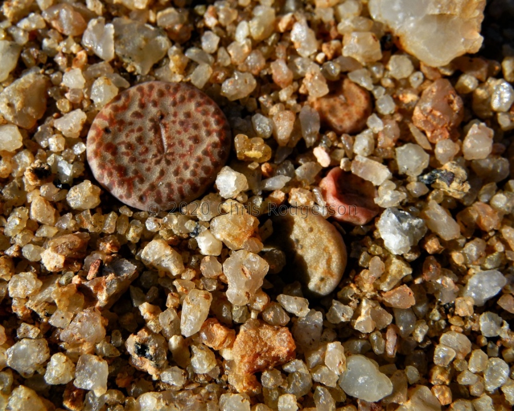 obcordellum ssp.stenandrum Kamiesberg (4)