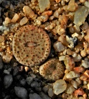obcordellum ssp.stenandrum Kamiesberg (2)