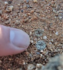 obcordellum ssp.stenandrum Kamiesberg (8)