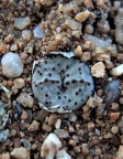 obcordellum ssp.stenandrum Kamiesberg (6)
