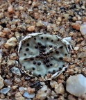 obcordellum ssp.stenandrum Kamiesberg (7)