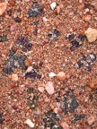 obcordellum ssp.rolfii Elands Bay (2)