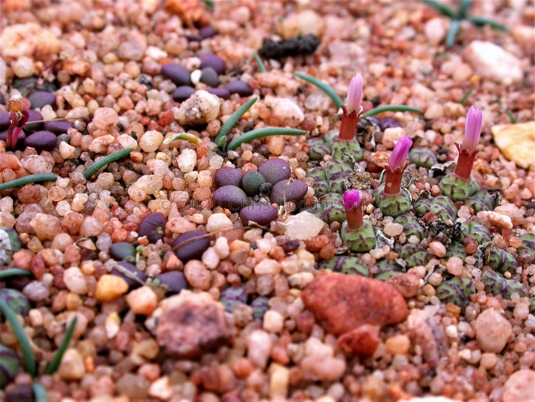 obcordellum ssp.rolfii Elands Bay (7)