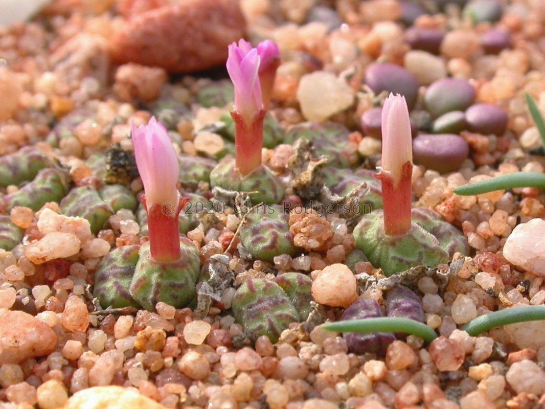 obcordellum ssp.rolfii Elands Bay (8)