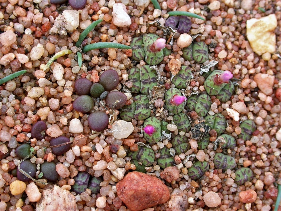 obcordellum ssp.rolfii Elands Bay (6)