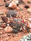 obcordellum ssp.rolfii Elands Bay (4)