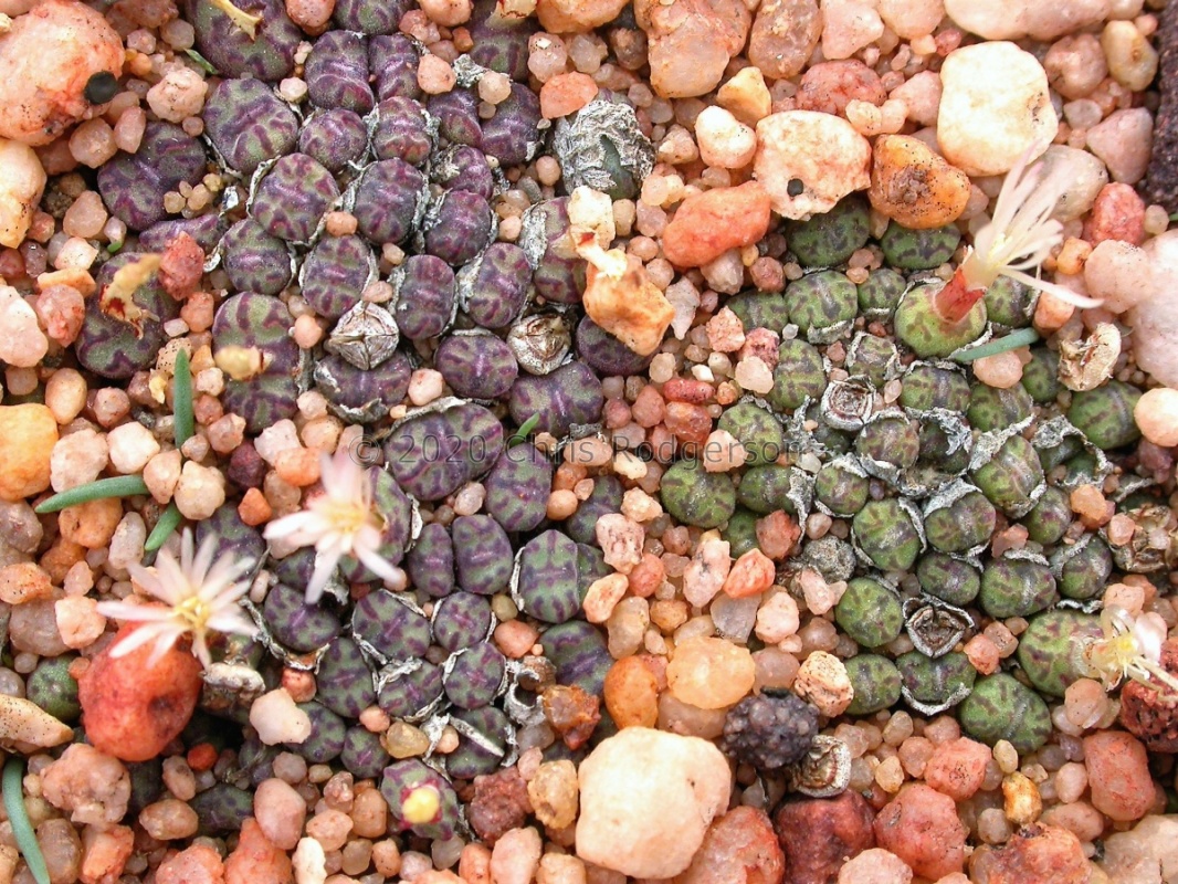 obcordellum ssp.rolfii Elands Bay (3)