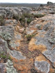 obcordellum ssp.rolfii SW Elands Bay