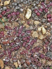 obcordellum ssp.rolfii SW Elands Bay (2)