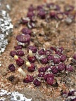 obcordellum ssp.rolfii SW Elands Bay (3)