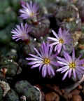 obcordellum ssp.rolfii B&amp;H2403 K'Taaibos