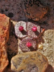 obcordellum ssp.ceresianum 'stayneri'  S Cederberg (1725)