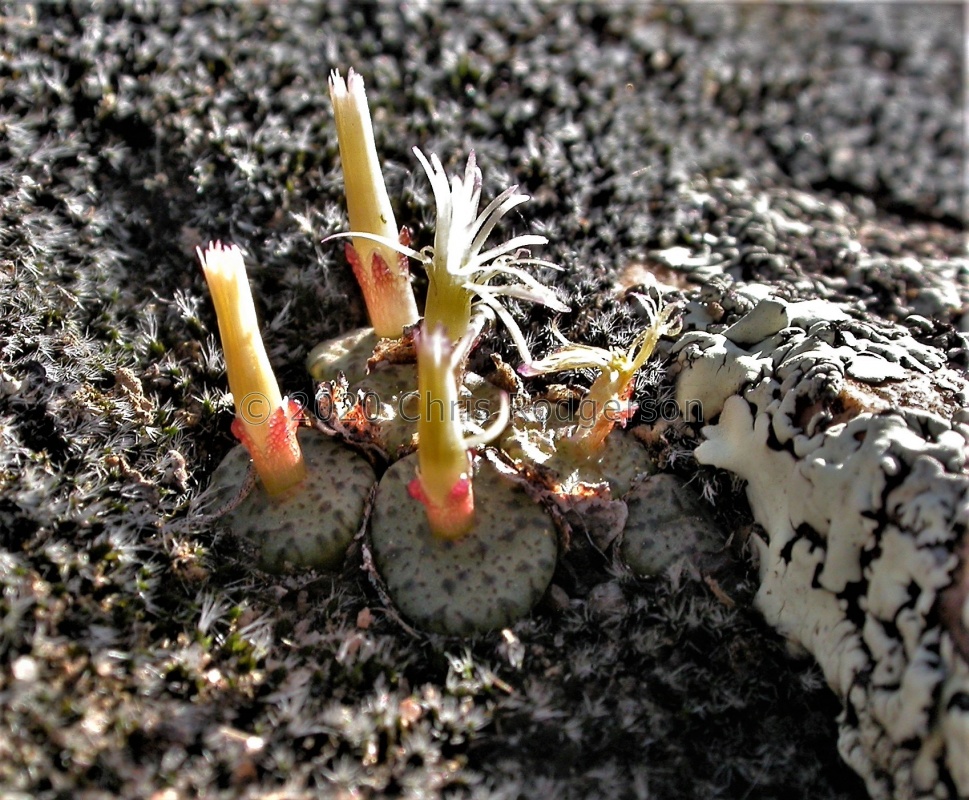 obcordellum ssp.ceresianum 'stayneri'  S Cederberg (5) (1724)