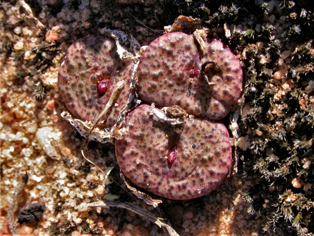 obcordellum ssp.ceresianum 'stayneri'  S Cederberg (4) (1724)