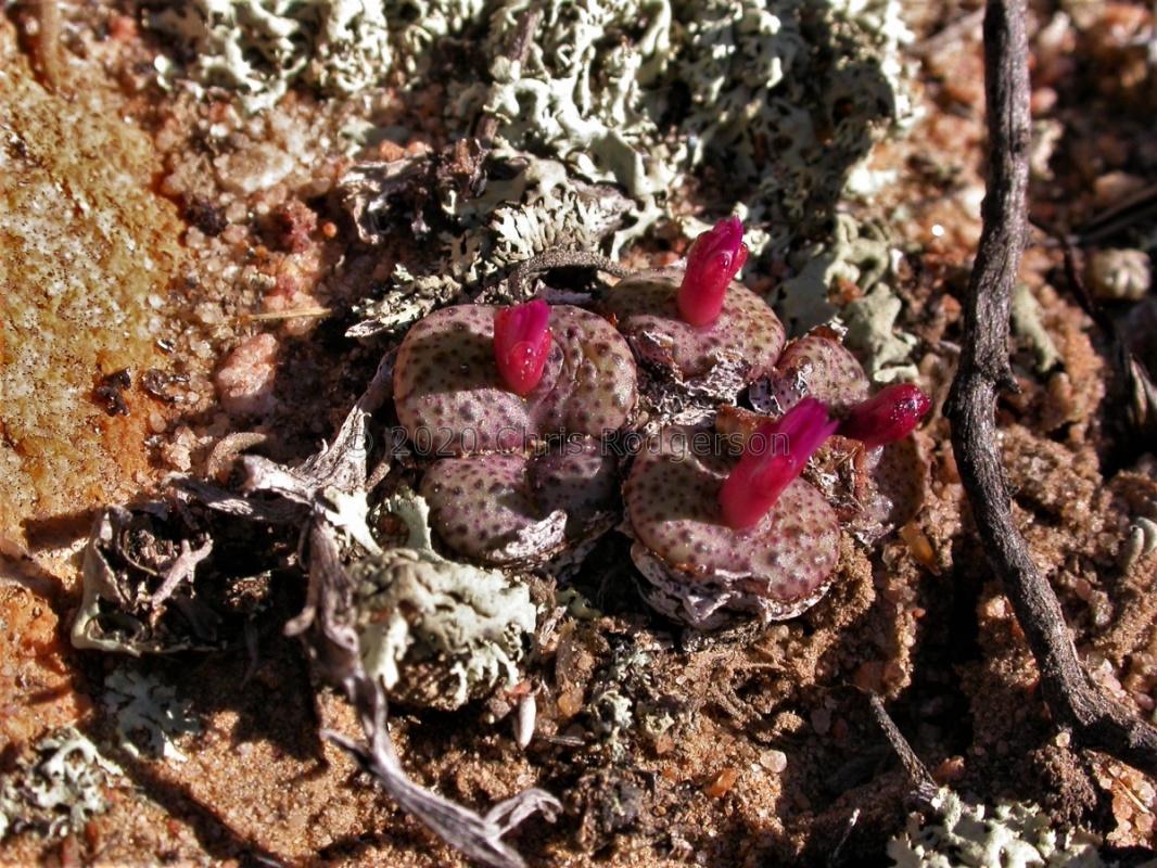 obcordellum ssp.ceresianum 'stayneri'  S Cederberg (3) (1724)
