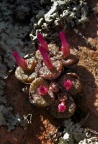 obcordellum ssp.ceresianum 'stayneri'  S Cederberg (2) (1724)