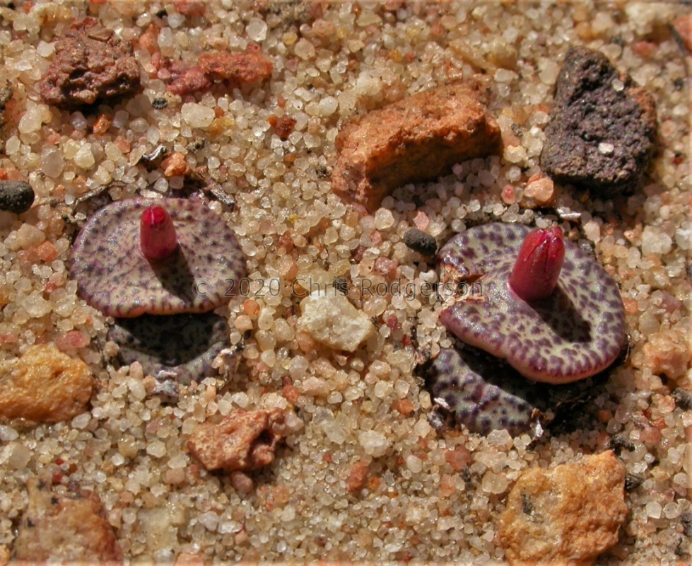 obcordellum ssp.ceresianum 'stayneri'  S Cederberg (1726)