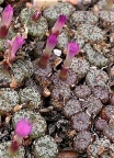 obcordellum ssp.ceresianum 'stayneri' RR992 N Ceres