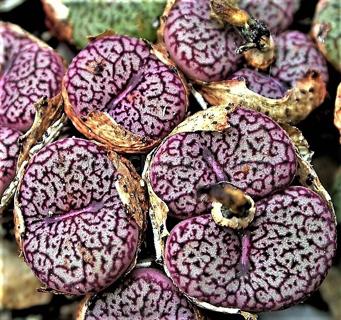 obcordellum ssp. ceresianum 1408 N Clanwilliam