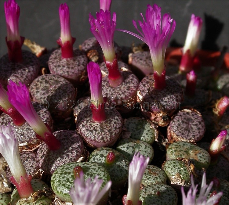obcordellum ssp. ceresianum SH s.n. Zoo Ridge