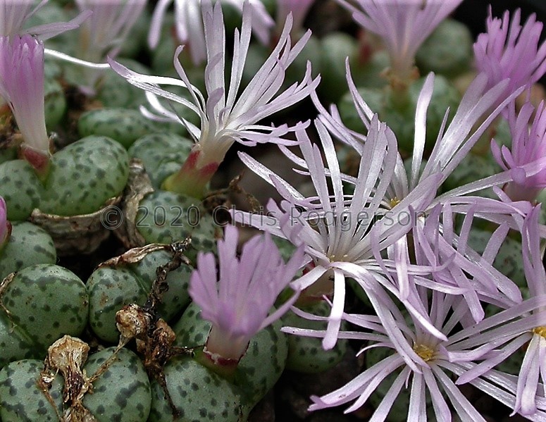 obcordellum ssp.ceresianum 'spectabile' ARM271 Kaaimans Gat