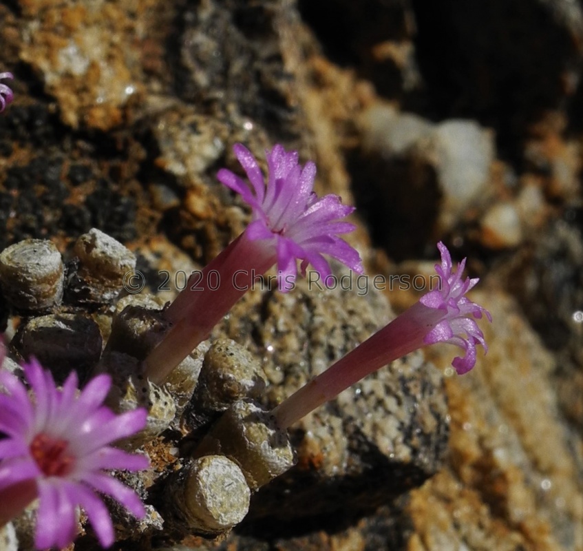 obscurum N Lekkersing (3)